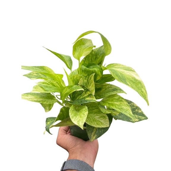 Pothos 'Neon Queen', 4" Pot, Indoor Houseplant, Easy Care, Live Plant for Indoor & Outdoor