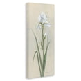 thumbnail image 3 of Stupell Industries Transitional White Iris on Beige Canvas Art, 10 x 24, by Sally Swatland, 3 of 8