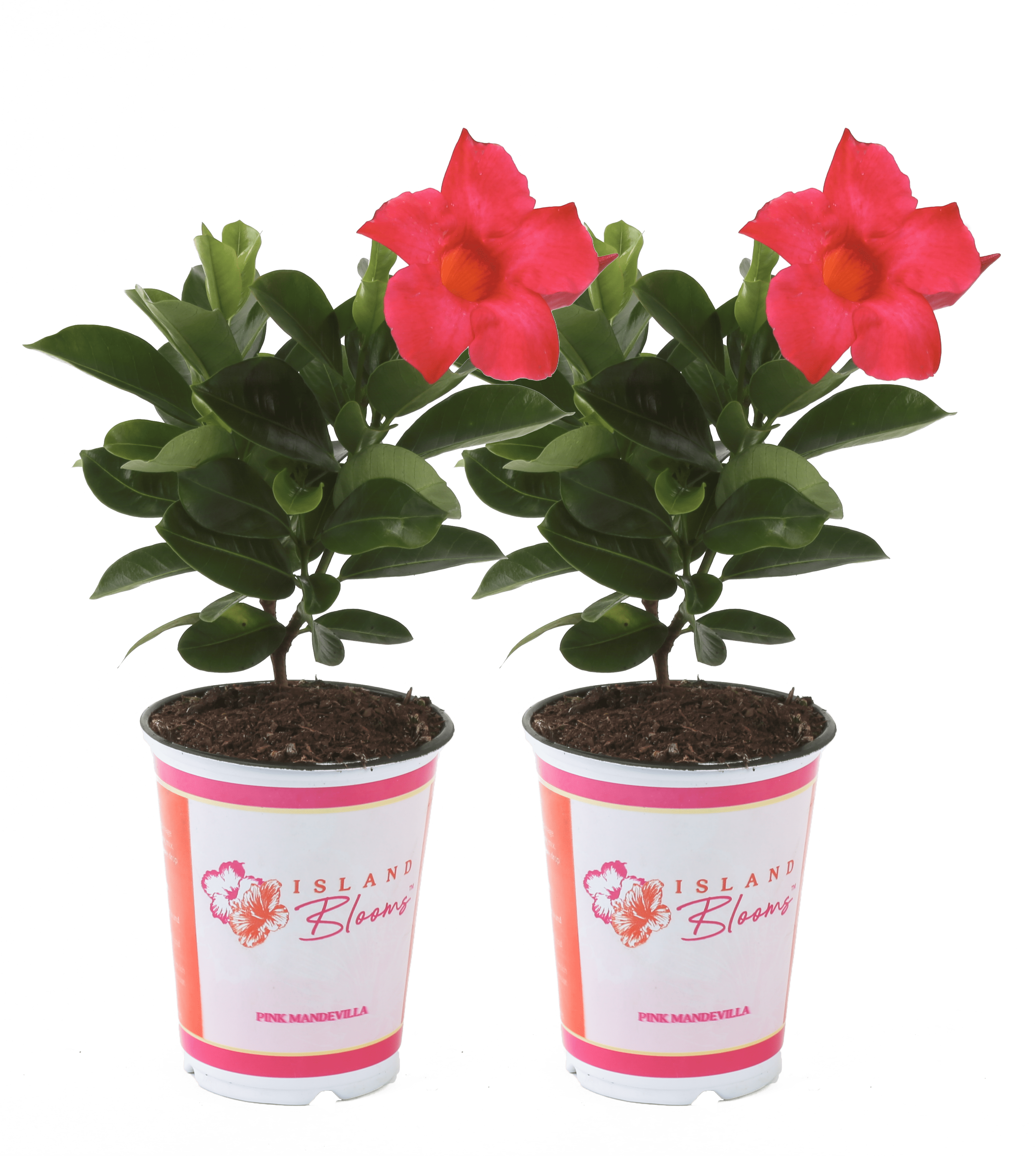 Costa Farms Live Outdoor 15in Tall Multicolor Mandevilla Flowering Direct Sunlight Plant In 1qt Pot 2 Pack Walmart Com Walmart Com
