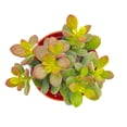 thumbnail image 5 of Live Jade Plant Succulent ,Healthy& Easy Care, Air Purifying Live Plant,Houseplant Gift for Home, Office, Garden Decor(4''Pot), 5 of 6