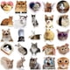 thumbnail image 1 of Pegatinas de gatos adorables para decorar maletas, guitarras y cuadernos, 1 of 8