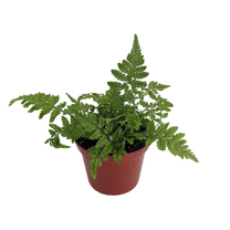 Rare Korean Rock Fern - Polystichum tsussimense - Indoors or Out - 2.5" Pot