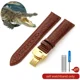 thumbnail image 3 of Correa de reloj de piel de cocodrilo de cuero genuino para hombre y mujer, hebilla de mariposa con aguja para Mido Longines Famous Master Omega IWC Watchband, 3 of 5