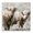 Highland Cattle Pair Grazing, variant on Stupell Industries Farmhouse White Longhorn Cattle Farmland Gray Framed Giclee Art, 17 x 17, by Rita Kirkman