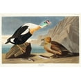thumbnail image 2 of Audubon, John James 32x23 White Modern Wood Framed Museum Art Print Titled - King Duck, 2 of 4