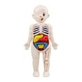 thumbnail image 1 of Visland 1 Set Human Body Model Bright Color Interesting Realistic Boys Girls Educational Learning Organ Assembled Toy Family, 1 of 7