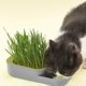 thumbnail image 5 of Caja para hierba de gato gris oscuro, multiusos, maceta de cultivo hidropónico sin suelo, 5 of 6