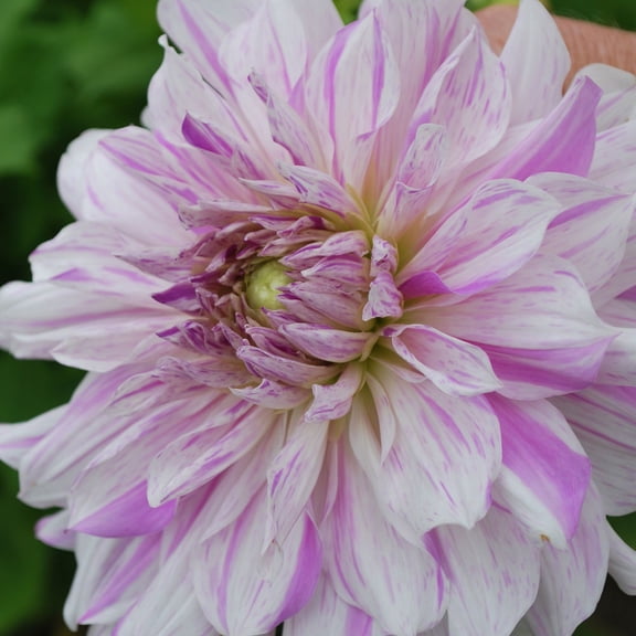 Mom's Special Dinnerplate Dahlia - 2 Bulb Clumps - Lavender! - #1 Size
