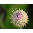 thumbnail image 2 of 25 AMERICAN ROSE (Centaurea Aloha / American Starflower / American Basket Flower / America Starthistle) Centaurea Americana Flower Seeds, 2 of 8
