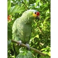 thumbnail image 2 of Cotorra Parrot Green from Wall Mural by Wallmonkeys Peel and Stick Graphic (36 in H x 27 in W) WM280723, 2 of 4