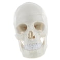 thumbnail image 4 of Réplicas de Modelo de Cráneo de Tamaño Natural con Líneas de Suturarere, Adorno de Laboratorio, Adorno de Decoración de Halloween de Crán Hugo Modelo humano del cráneo de la cabeza, 4 of 9