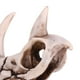 thumbnail image 5 of Modelo de Esqueleto de Dinosaurio, Dinosaurio de Huesos de Dinosaurio de 6,69x3,54x4,92 Pulgadas con Diseño exquisito para educación y decoración, 5 of 7