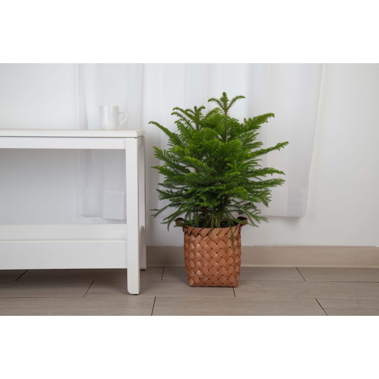 Better Homes & Gardens Live Indoor 36in. Tall Green Norfolk