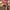 Pink, variant on Bnwani 2PC Swimsuit Girl Kids Ruffle Ruffles Swimwear Children's Split Swimsuit Bathing 2-3 T
