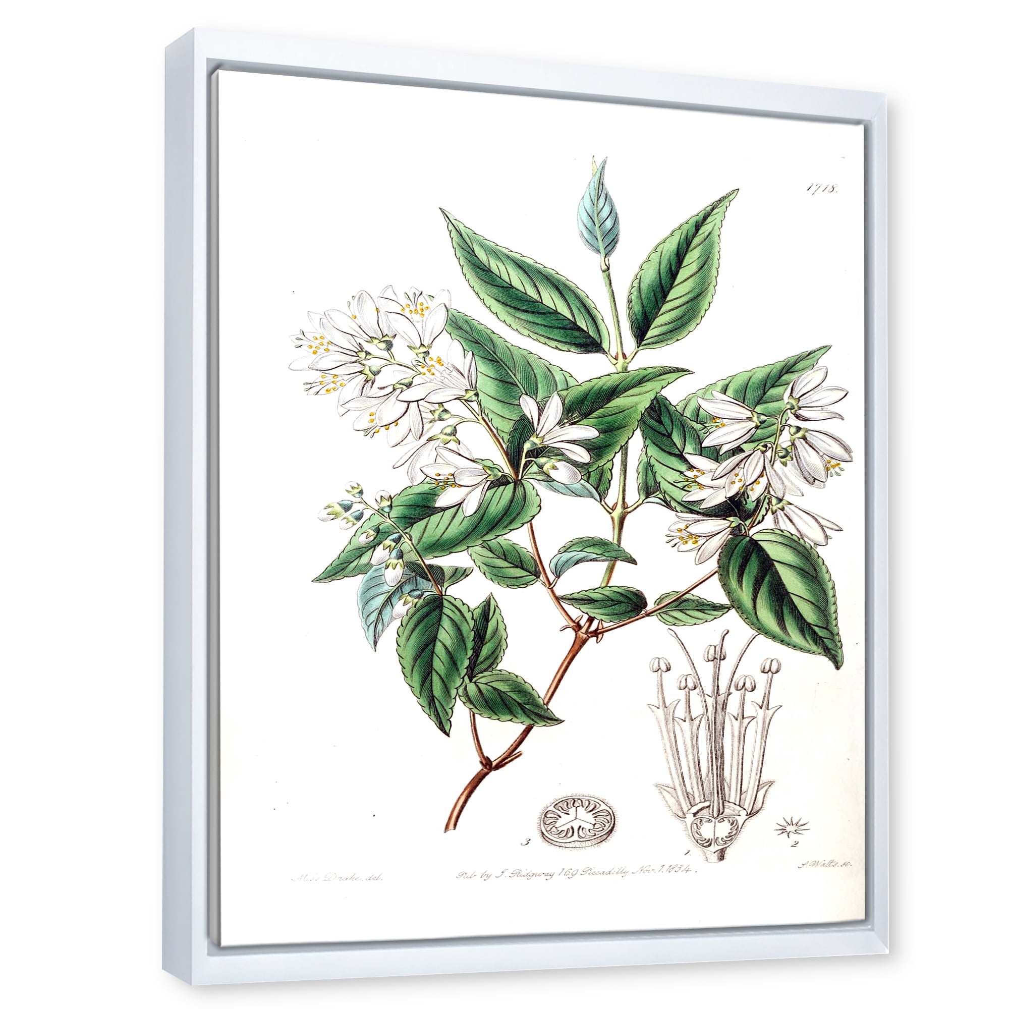 Designart 'Ancient Botanicals X' Traditional Framed Canvas Wall Art Print