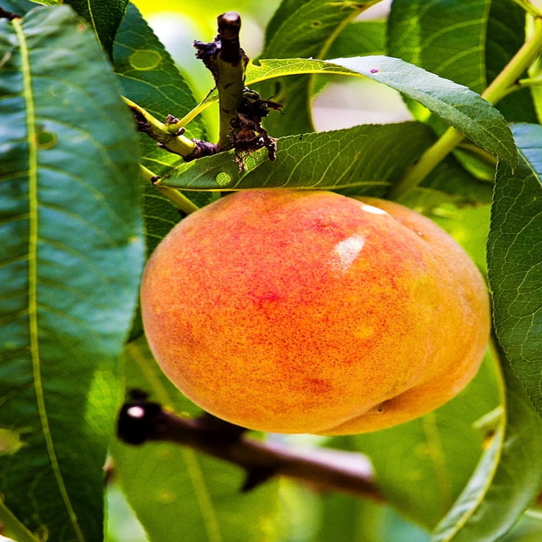 Faith Peach Garden Pod プリザーブドフラワー Expert Gardener 3-4 ft tall Flordaking Peach Live Tree in 7-Gallon