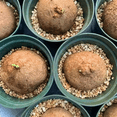 thumbnail image 4 of Stephania Erecta, Tropical Caudex Houseplant‑Effortless Raise‑Minimal Upkeep‑Ideal for Tabletop, Plant Pots & Planters, 4 of 7