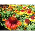 thumbnail image 3 of TomorrowSeeds - Perennial Blanket Flower Seeds - 1200+ Count - For 2025 Planting Gaillardia Aristata, 3 of 10