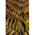thumbnail image 2 of Jaynes Gallery 23x32 White Modern Wood Framed Museum Art Print Titled - USA-Washington State-Seabeck Close-up of bracken fern pattern, 2 of 4