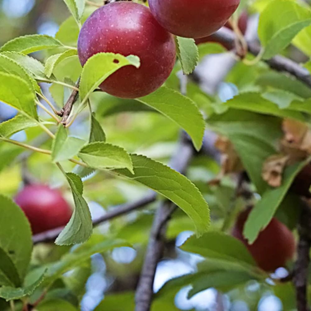 Expert Gardener 3-4 ft. tall Methley Plum Live Tree in 7- Gallon Grower Pot