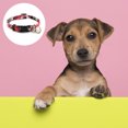 thumbnail image 3 of Collar para perro con hebilla de plástico, diseño de clip, collar ajustable para mascotas, 3 of 5
