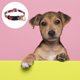 thumbnail image 3 of Collar de perro con el collar plástico del animal doméstico del diseño del clip de la hebilla ajustable, 3 of 5