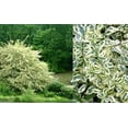 thumbnail image 6 of Ligustrum Sinense Variegated  3 Extra Large 3 Gallon Plants  Ligustrum sinense 'Variegata'  Stunning Foliage for Landscaping  Decorative Outdoor Shrub  Enhance Your Garden Aesthetics, 6 of 7