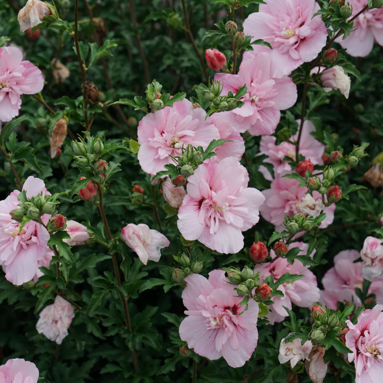 Proven Winners ColorChoice 6" Pink Chiffon Rose of Sharon Live Plant in 7.5" Pot
