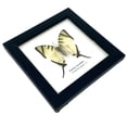 thumbnail image 2 of Real Framed Butterfly – Butterfly Moth Art Display Taxidermy Artwork Wall Décor, Natural Exquisite Collection, 1 Specimens in 5 x 5 frame (Fourbar Swordtail), 2 of 4