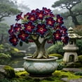thumbnail image 3 of Premium Desert Rose For Planting-Exquisite Variegated Blossoms-Ideal Yard & Patio Decor(Non-Artificial), 3 of 7