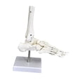 thumbnail image 4 of BELOVING Modèle Articulé Humain Éducation Léger Science pour Exposition Étude Pied, 4 of 10