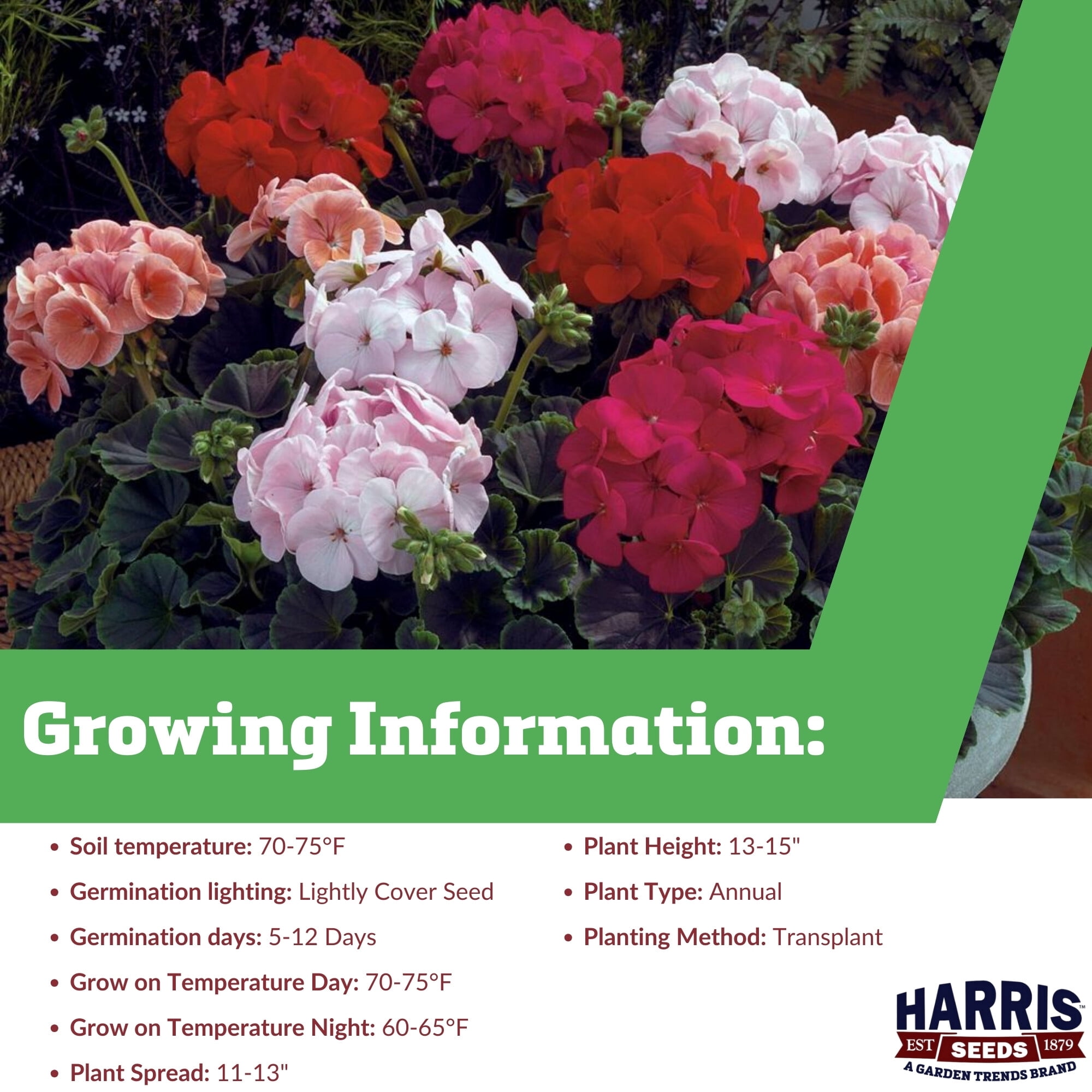 Harris Seeds Geranium Bulls Eye Mix F1 Seeds, Dark Foliage Geranium, Annual, 100 Count