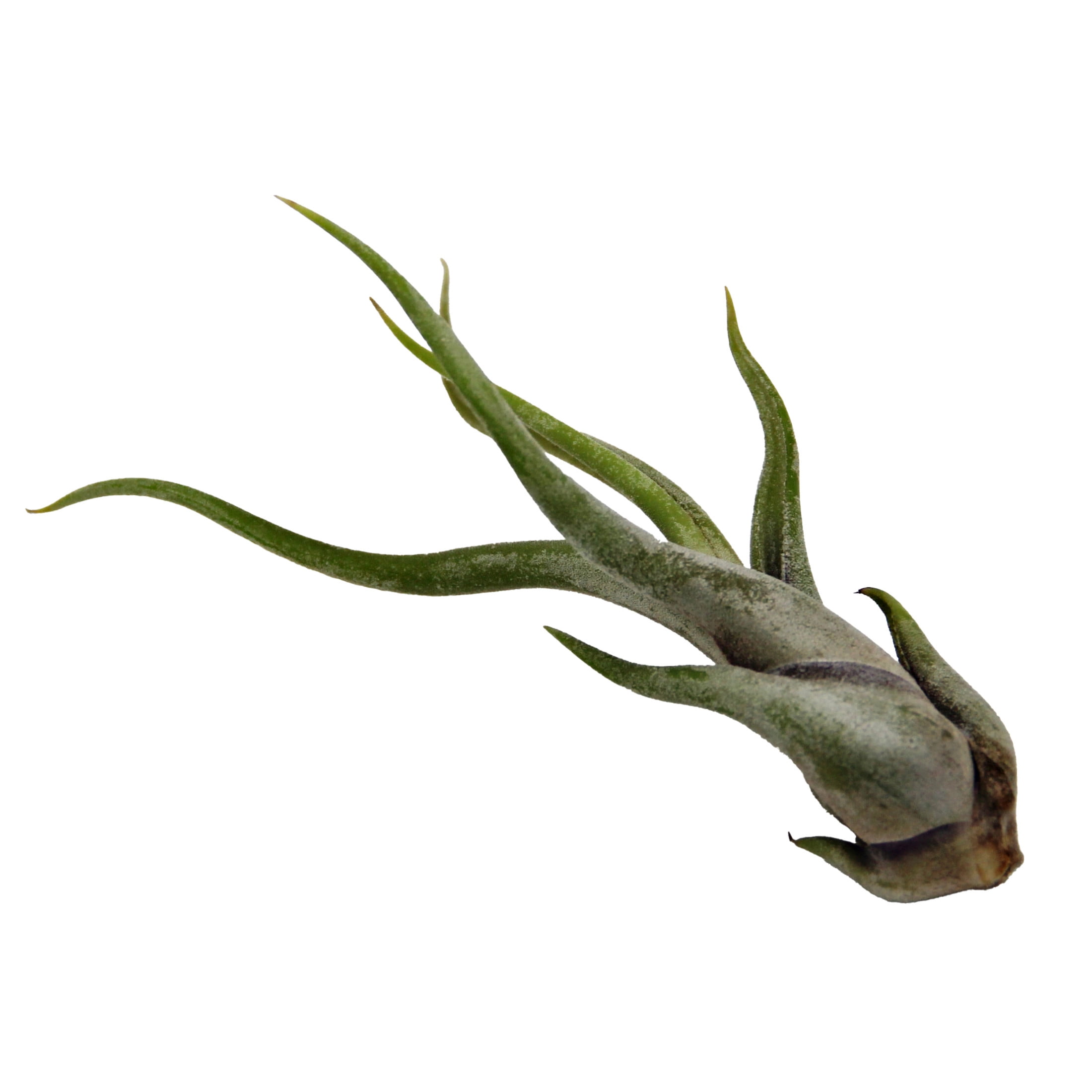 ReptiCulture Assorted Tillandsia Tropical 3 pk