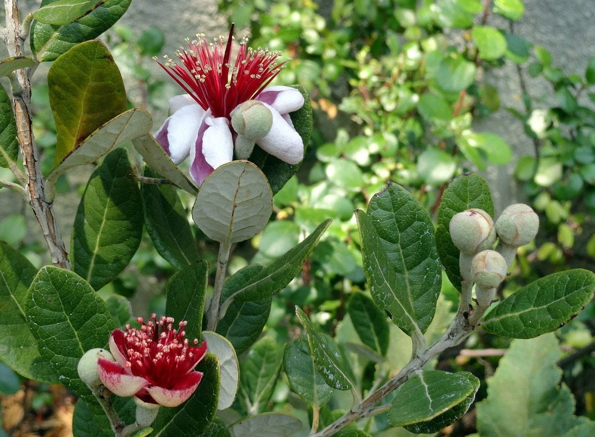 Pineapple Guava Plant Feijoa Acca sellowiana 4" Pot