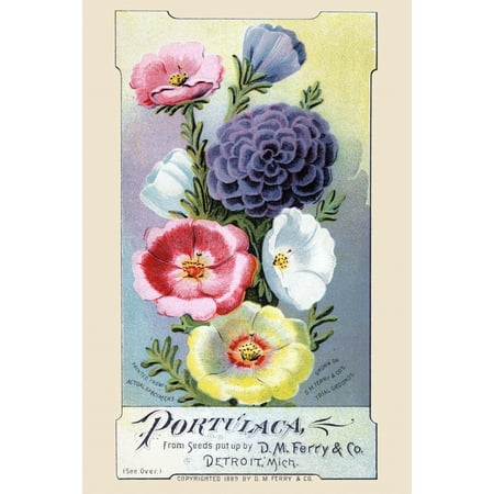 Ferrys Seed - Victorian trade card for a seed company DM Ferry & co showing the actual flowers you can grow Poster Print by unknown