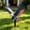 H, variant on Rijanmt 4th of July Decorations Outdoor,3D Effect Bald Eagle Patriotic Decorative Garden Stakes,Patriotic Metal American Eagle Yard Art for Independence Day Outside Porch Lawn Decor,Red White Blue,G