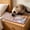 B, variant on Slow Feeder Dog Bowls for Healthy Eating, Non-Slip and Anti-Choking Design, Reduces Bloating & Overeating for Medium Dogs and Cats, Easy to Clean