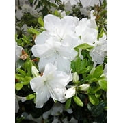 Girards Pleasant White Azalea