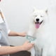 thumbnail image 4 of Cepillo quitapelos para gatos y perros | Cepillo de doble cara para eliminar el pelo de muebles y alfombras | Limpiador de pelo de mascotas para sofás, ropa y ropa de cama., 4 of 6