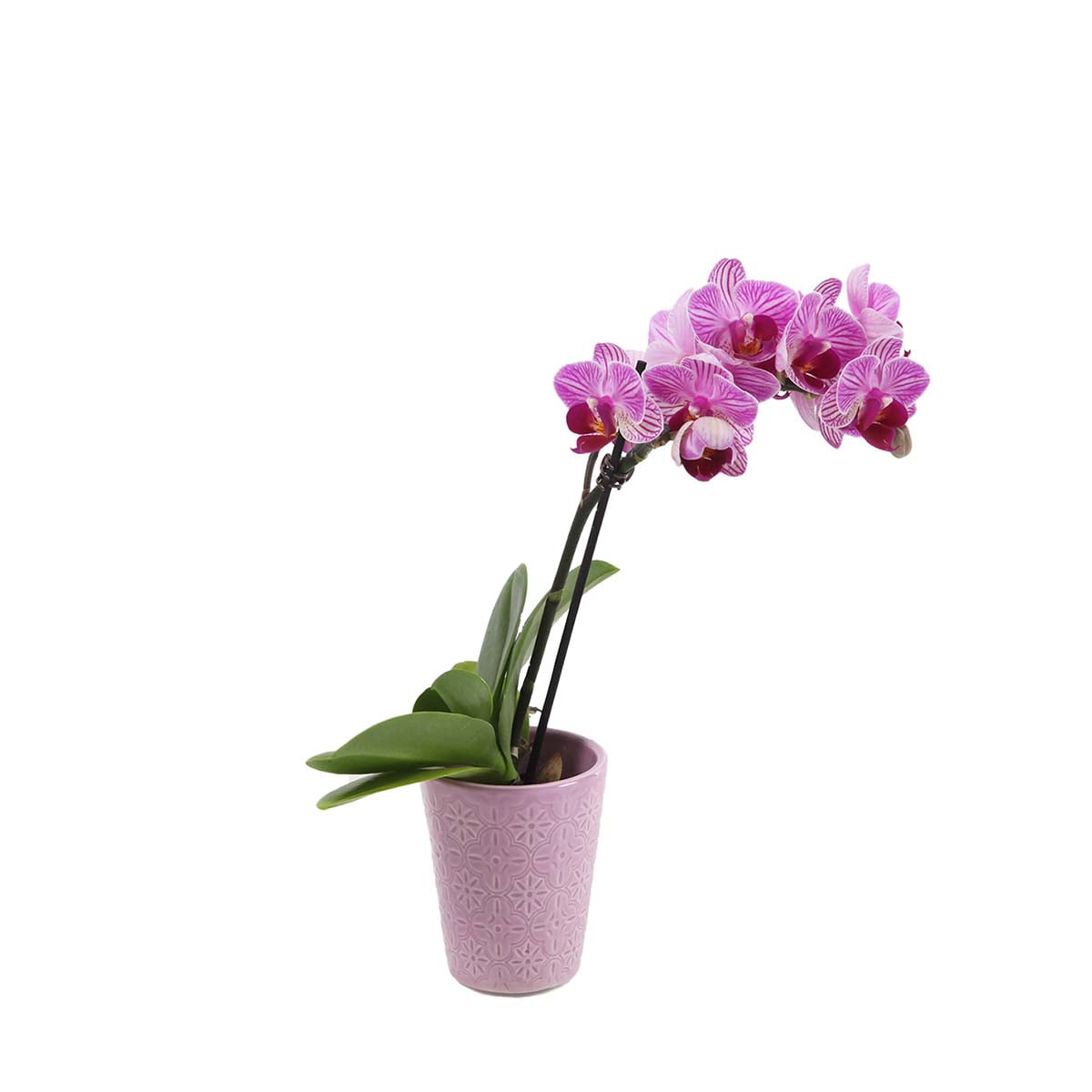 Just Add Ice Live Tropical Plants Live Mini Orchid