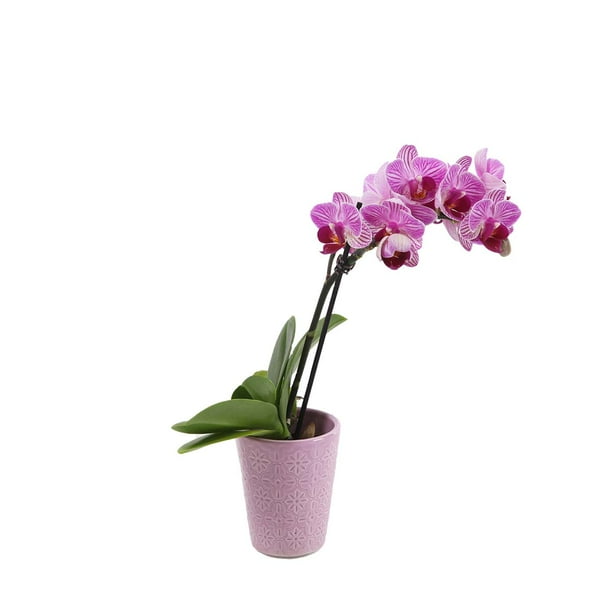Just Add Ice Mini Orchid Plant 6 10 Tall Pink Orchid 2 5 Pink Ceramic Pot Walmart Com Walmart Com