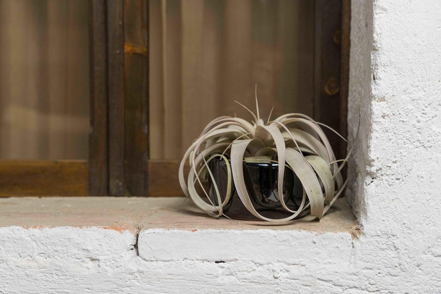 Air Plant Shop Black Glazed Terracotta Pot with Tillandsia Xerographica Air Plant - Wholesale and Bulk - Succulents - Live Tillandsia - Easy Care Indoor and Outdoor House Plants