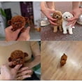 thumbnail image 5 of 2025 New Robot Dog for Adults, AI Robotic Dog, Nicoo - My Realistic Robot Puppy That Acts Like a Real Puppy - Walking, Barking, Tail Wagging, 5 of 5