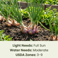 thumbnail image 4 of 1 Pound Shallot Bulbs for Planting, Large High-Yield Shallots, Cold Hardy Vegetable Bulbs for Fall and Spring Gardening, 4 of 5