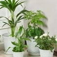 thumbnail image 2 of WinWay Plant Climbing Frame Creative Potted Plant Support Climbing Frame Iron Fixed Rod,Four sets of gold, 2 of 10