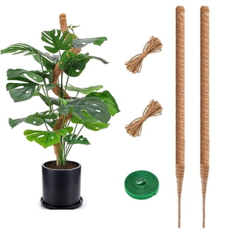 peacock prayer plant Peacock Plant main image 0