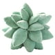 thumbnail image 2 of Peluche Decorativo Suculents s Almohada Novedad Linda Cojín Almohadas Sofá Sofá Cama Dormitorio Patio Muebles Decoración para 25cm perfecl Almohada de cactus suculentas, 2 of 8