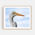 thumbnail image 2 of Great White Egret - Photography Bird Wildlife Nature Aquatic Animal Portrait Coastal Unframed Wall Art Print 24 x 30 inches, 2 of 6