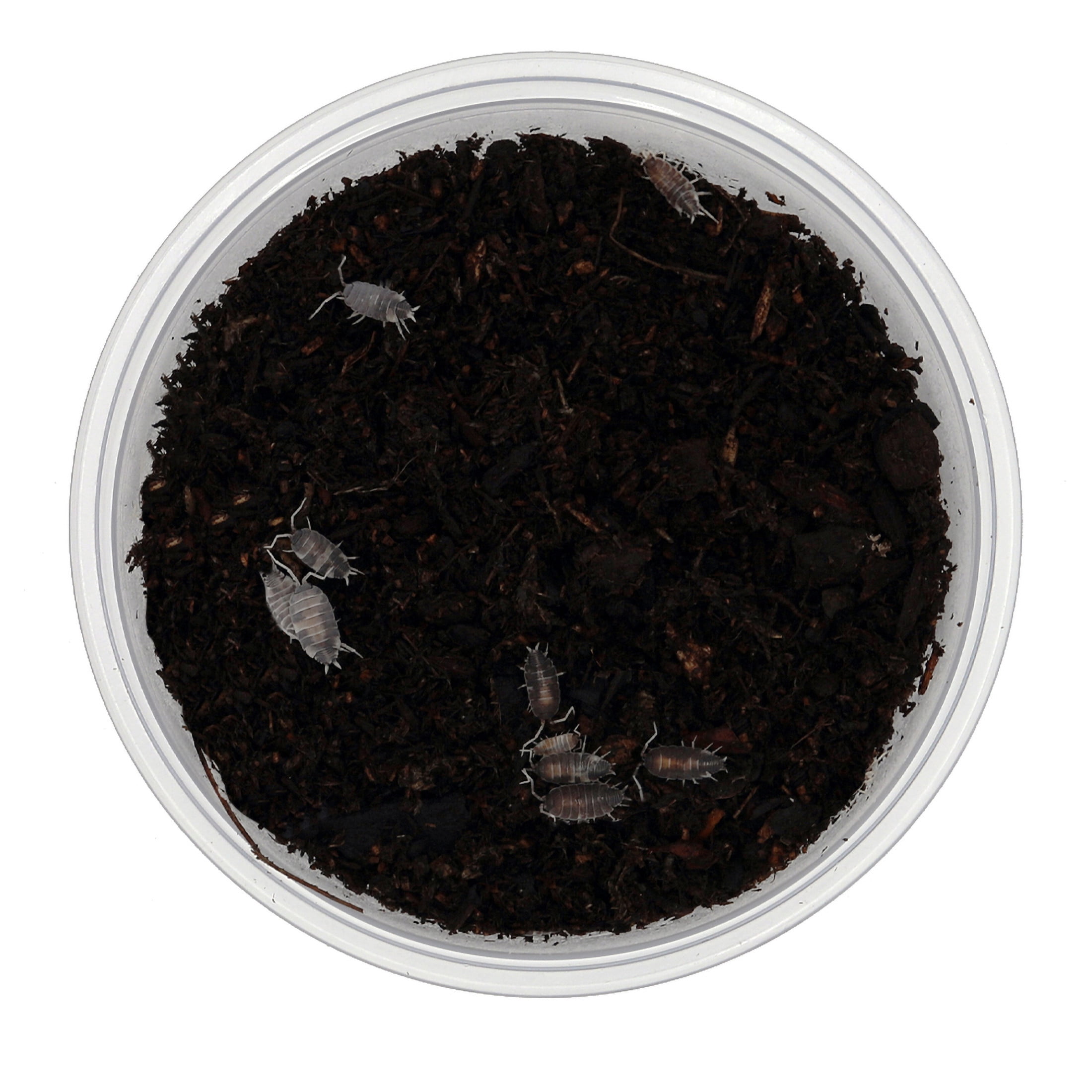 ReptiCulture Cookie Crumble Isopod 10 ct