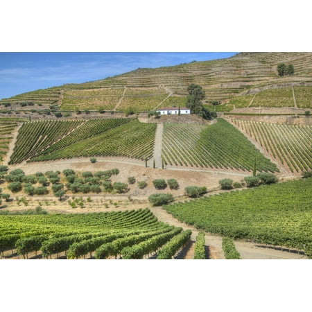 Vineyards, Quinta do Crasto, Alto Douro Wine Valley, UNESCO World Heritage Site, Portugal, Europe Print Wall Art By Richard (Best Vineyards In Portugal)